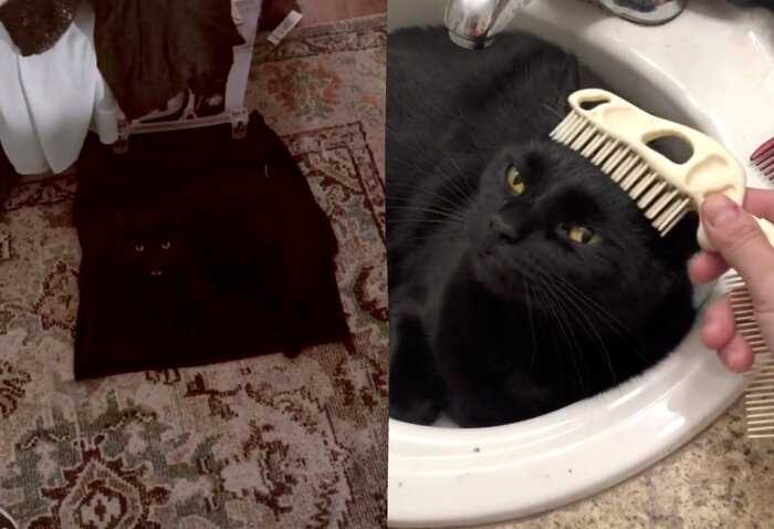Хозяйка в панике искала исчезнувшего кота, пока не заметила глаза на своей чёрной юбке