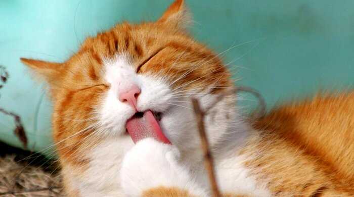 Не потеют и не чувствуют сладкого вкуса – 10 интересных фактов о кошках