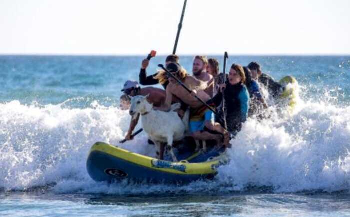 Необычный серфинг: в Калифорнии плавают на волнах с козлом