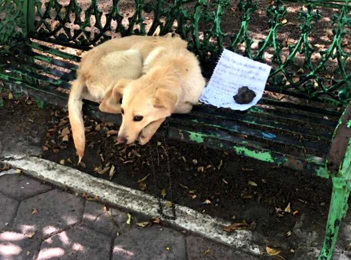 Хозяин бросил пса в парке, привязав его в скамейке. А рядом оставил записку…