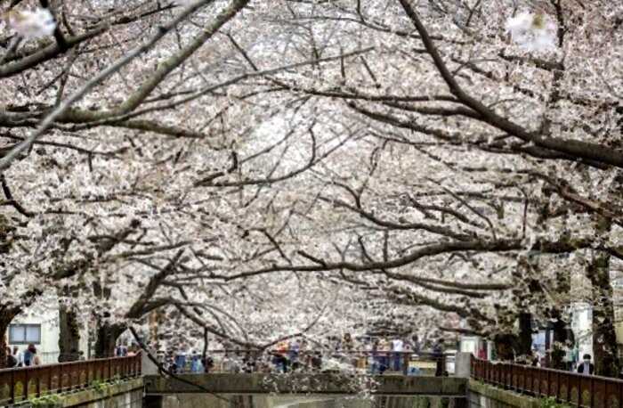 Сакура в Японии в этом году зацвела раньше обычного