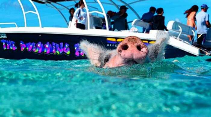 Как живут свинки на Багамах