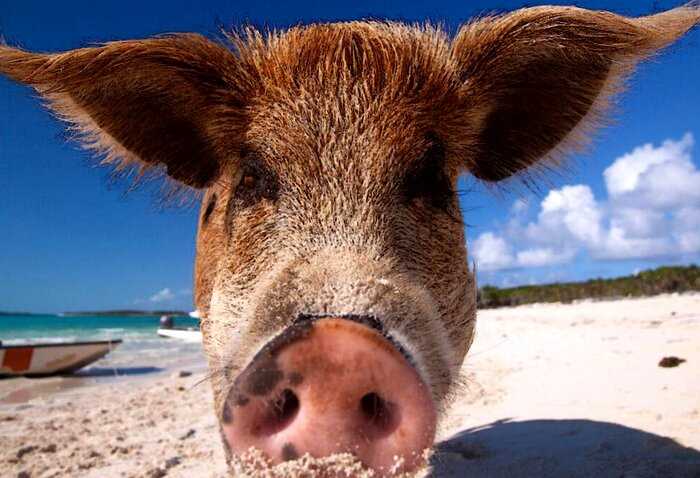Как живут свинки на Багамах