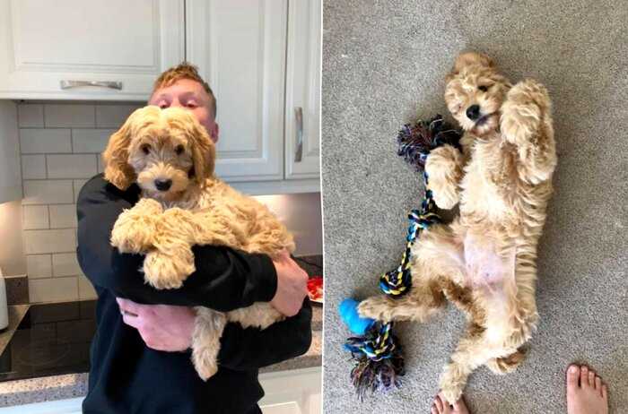 Девушка купила щенка о котором мечтала всю жизнь, но спустя 6 месяцев такого сюрприза никто не мог ожидать