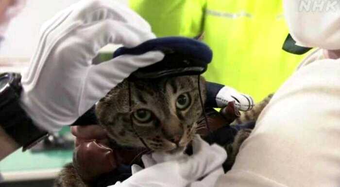 Кошку назначили начальником полиции за то, что она спасла мужчину
