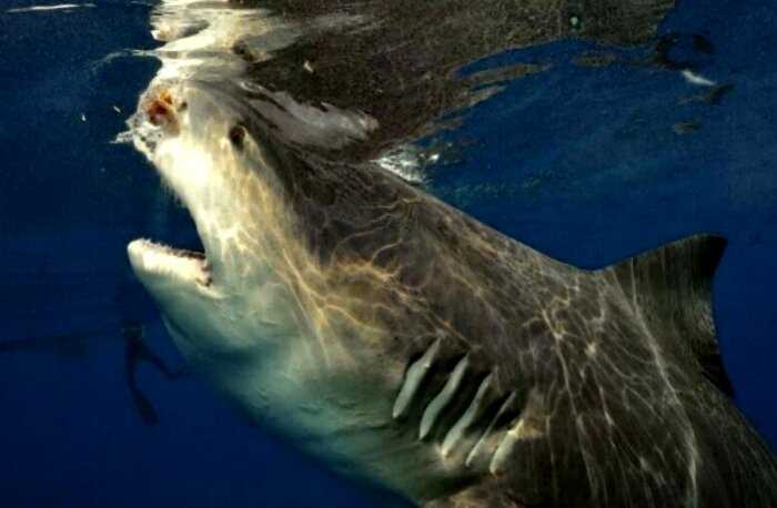 Впечатляющие кадры встречи громадной серой бычьей акулы с фридайвером