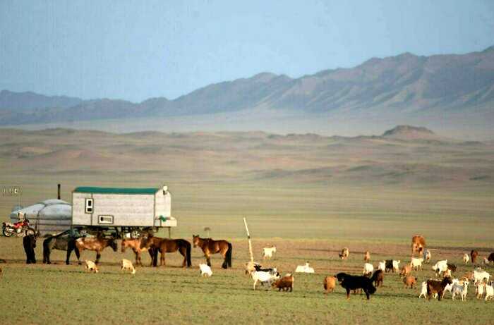 Банхары: как собаки способны спасти монгольские степи и восстановить экосистему