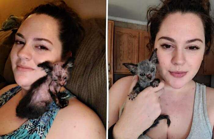 Необычный и редкий «котёнок-оборотень» случайно попал к женщине, а она решила, что он просто больной