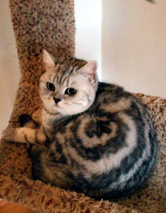 «Что-то пошло не так»: ТОП-13 кошек с самым экзотичным окрасом
