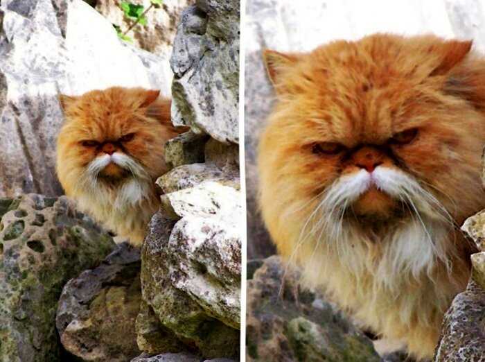 «Что-то пошло не так»: ТОП-13 кошек с самым экзотичным окрасом