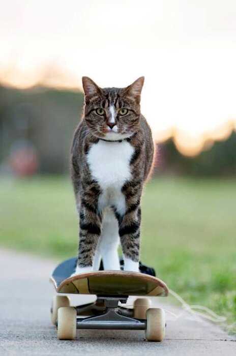 Диджа, которою забрали из приюта, попала в книгу рекордов Гиннесса как самая умная кошка в мире!
