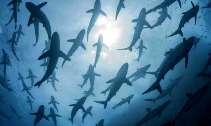 19 миллионов лет назад 90% акул неожиданно исчезли: ученые пытаются понять причины