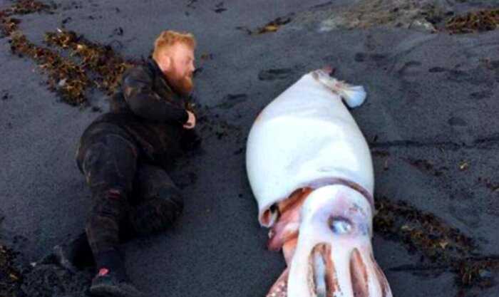 Мужчина вышел на берег и нашел гигантского 4-метрового кальмара