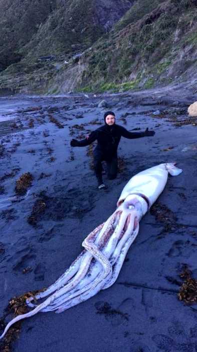 Мужчина вышел на берег и нашел гигантского 4-метрового кальмара