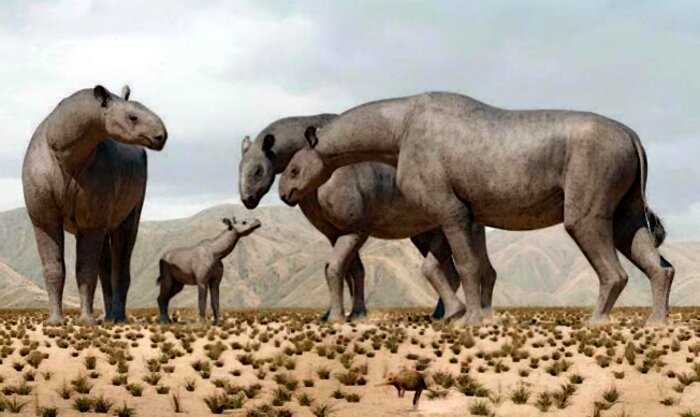 Ученые нашли следы носорога, который весил как 6 слонов и был 7 метров высотой