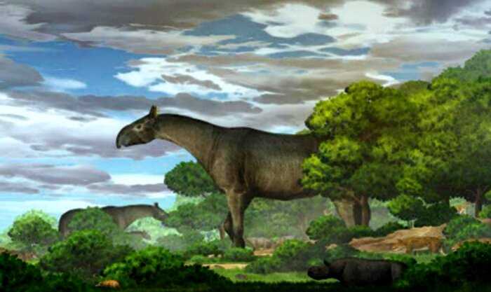 Ученые нашли следы носорога, который весил как 6 слонов и был 7 метров высотой