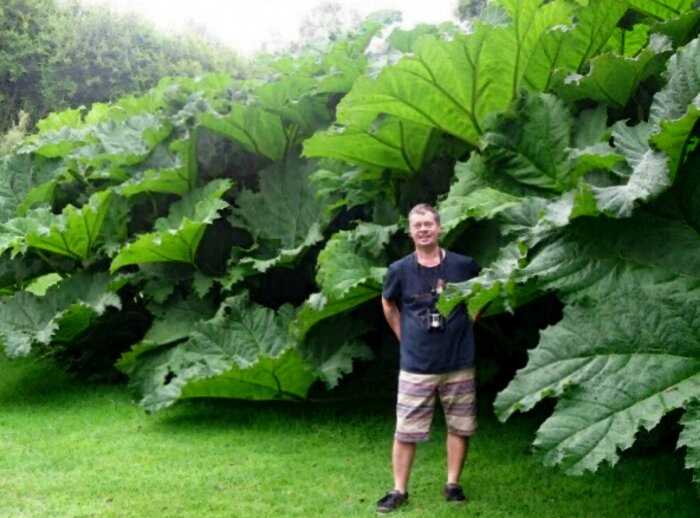 Сахалине гигантские растения: лопух выше головы