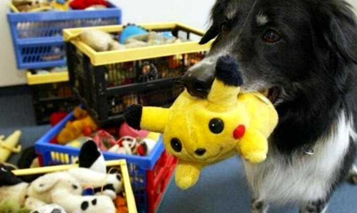 Только 17 процентов собак могут запоминать названия нескольких своих игрушек: исследование