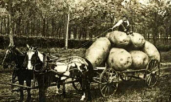 Более 100 лет назад люди делали фото с гигантскими овощами и зайцами больше человека. Фотошоп 19 века