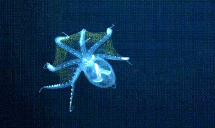 В Тихом океане ученые сняли на камеру прозрачного осьминога. Существо в деталях рассмотрели впервые
