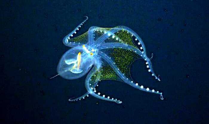 В Тихом океане ученые сняли на камеру прозрачного осьминога. Существо в деталях рассмотрели впервые