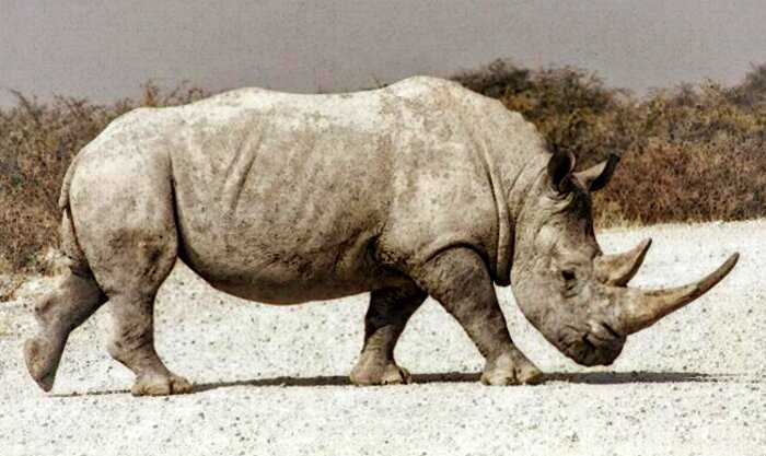 В 1950 году на камеру удалось снять самого большого носорога за всю историю наблюдений. Редкое видео