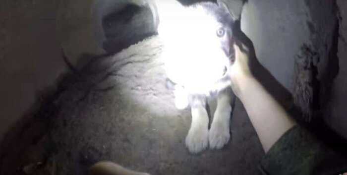 Ребята спасли щенка, который застрял в тоннеле и жалобно звал на помощь
