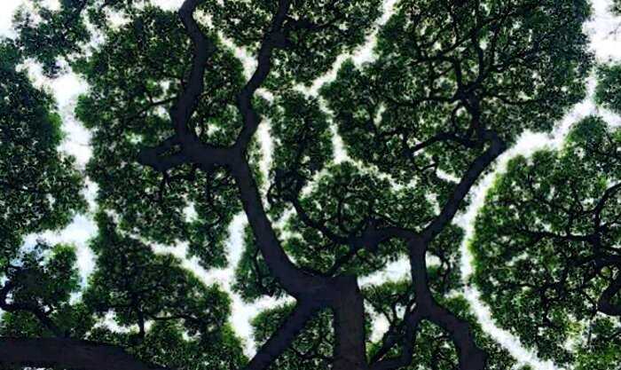 Деревья в лесу никогда не соприкасаются листьями друг с другом. Ученые пытаются разгадать природу явления