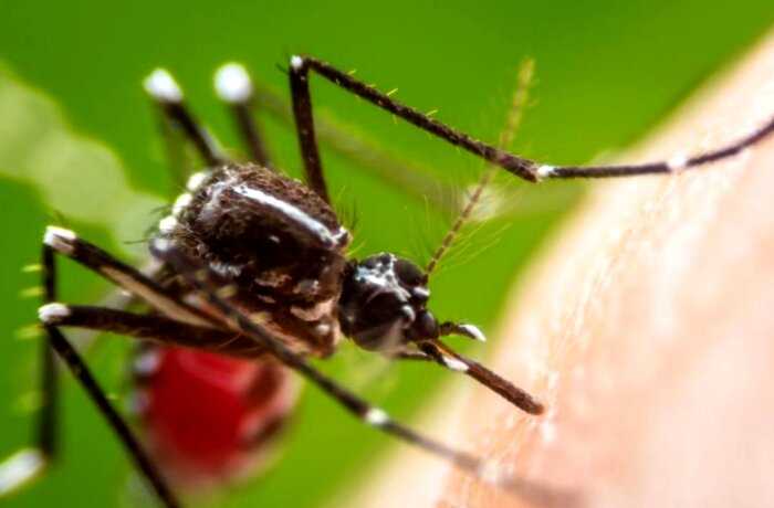 В Европе обнаружена новая опасная болезнь, которую переносят комары