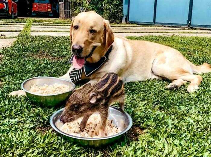 17 фото осиротевшего кабаненка, который стал любимым питомцем и другом четырех собак