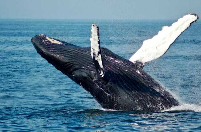 Огромный кит толкал испуганную дайверку носом. Он спасал её от зверя пострашнее