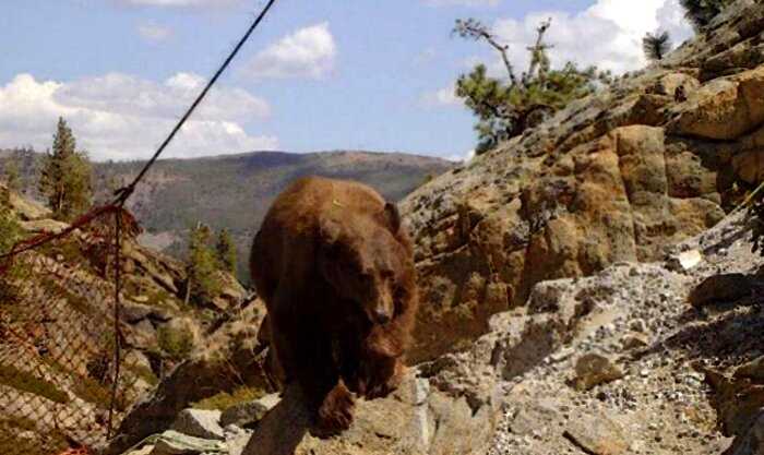 Медведь забрался на мост, но не рассчитал сил и повис на 24 часа в воздухе, пока не помогли люди