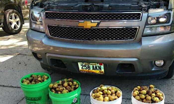 Мужчина нашел под капотом своей машины 70 килограммов орехов. Тайник устроила белка