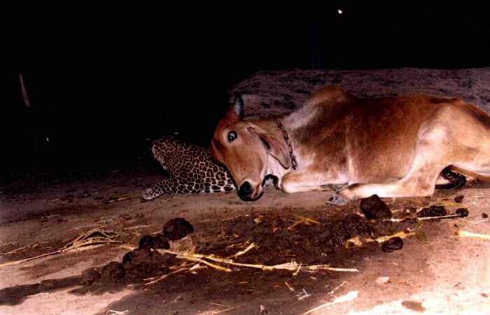 Невероятная история дружбы коровы и леопарда, которой нет объяснения