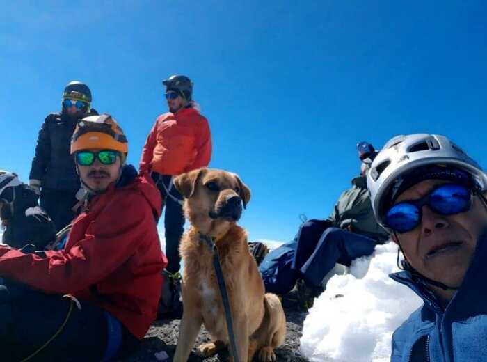 Альпинисты потеряли пса в горах, собака ждала помощи целый месяц в холоде и полном одиночестве