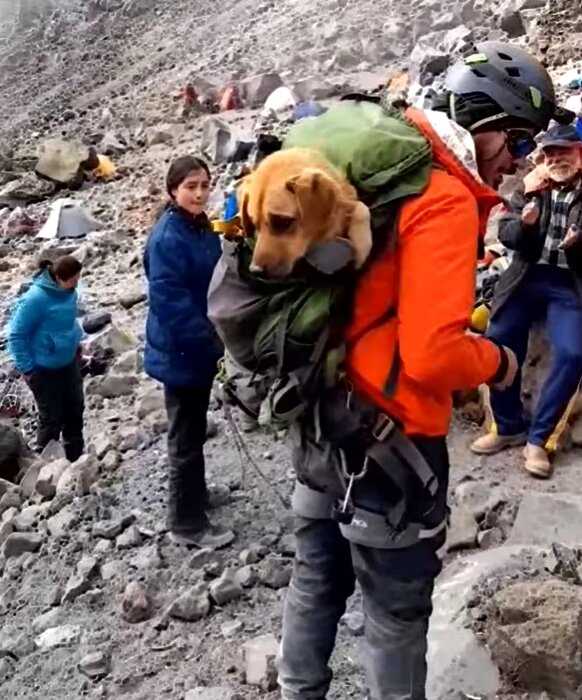 Альпинисты потеряли пса в горах, собака ждала помощи целый месяц в холоде и полном одиночестве