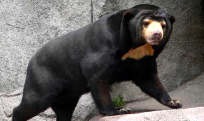 Собака выросла до размеров медведя и просто вышла на улицу, чтобы волки ушли и не возвращались