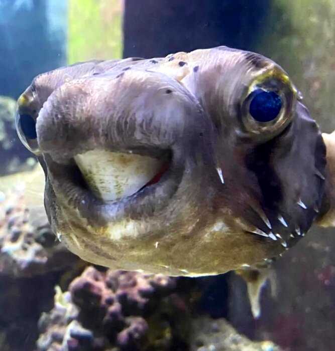 Стоматолог спас загадочного клиента, который живет в аквариуме и подарил ему улыбку