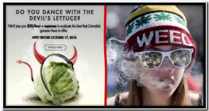 Канадская компания платит по 50 долларов в час за курение марихуаны