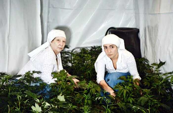 “На все воля Божья”: как калифорнийские монахини выращивают марихуану