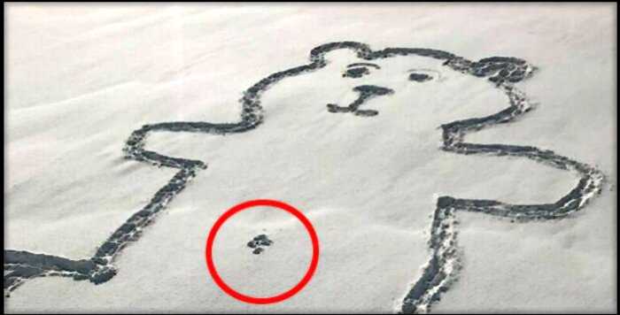“Инопланетяне или магия”: канадцы разгадывают секрет пупка монреальского снежного медведя