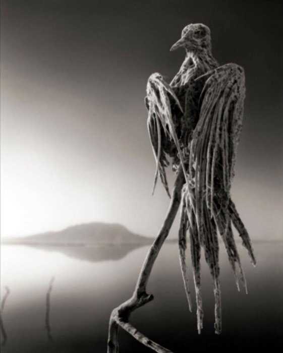 “Мертвое озеро”: удивительное место в Танзании, превращающее все живое в статуи