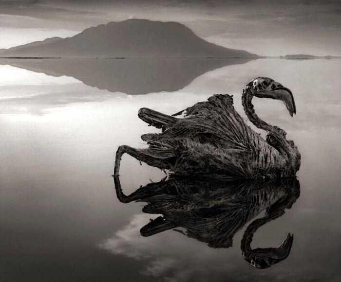 “Мертвое озеро”: удивительное место в Танзании, превращающее все живое в статуи