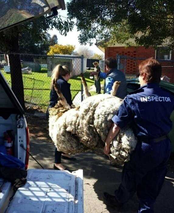 В Австралии поймали овцу-бродягу, который ушел от человека и скитался 5 лет