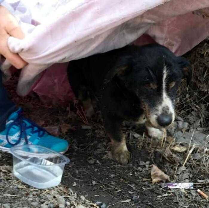 В Приморье хозяева заживо похоронили пса. Но он выбрался и пришел к ним обратно