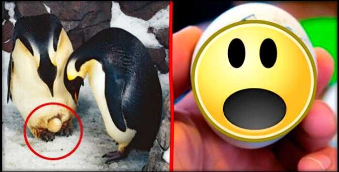 Девушка сварила яйцо пингвина и всполошила интернет этой фотографией