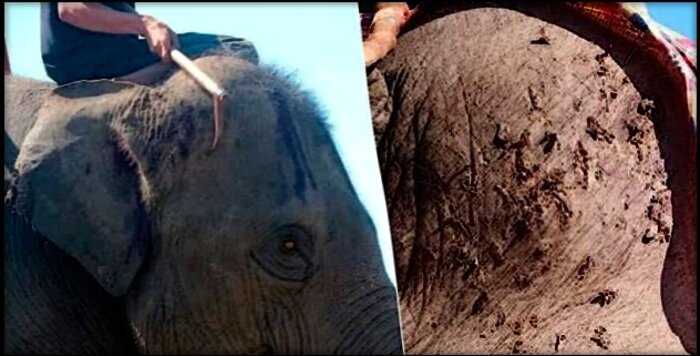 «Ад на земле»: туристов просят прекратить кататься на слонах в Таиланде