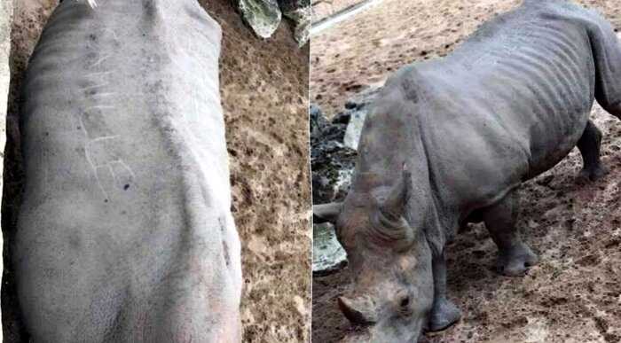 В Руане французские туристы выцарапали свои имена на носороге