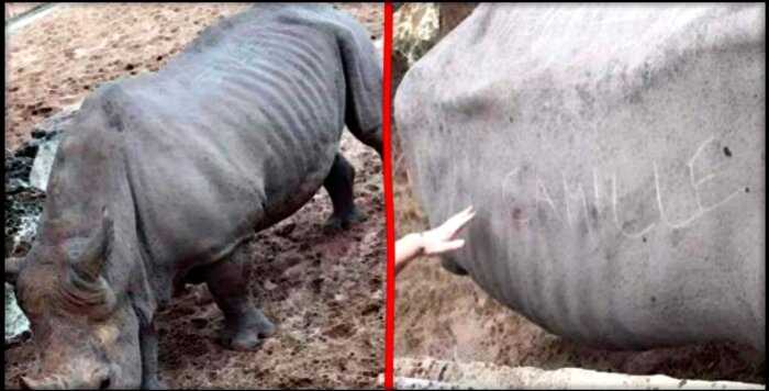 В Руане французские туристы выцарапали свои имена на носороге