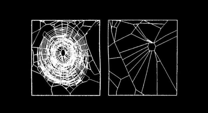 Ученые дали паукам препараты, чтобы посмотреть, какие паутины они будут плести